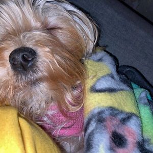 Meet your Posher, Shelby